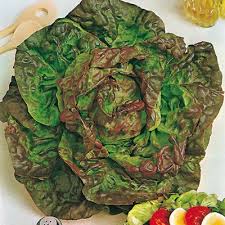 LATTUGA A CAPPUCCIO MERAVIGLIA DELLE QUATTRO STAGIONI GR.50